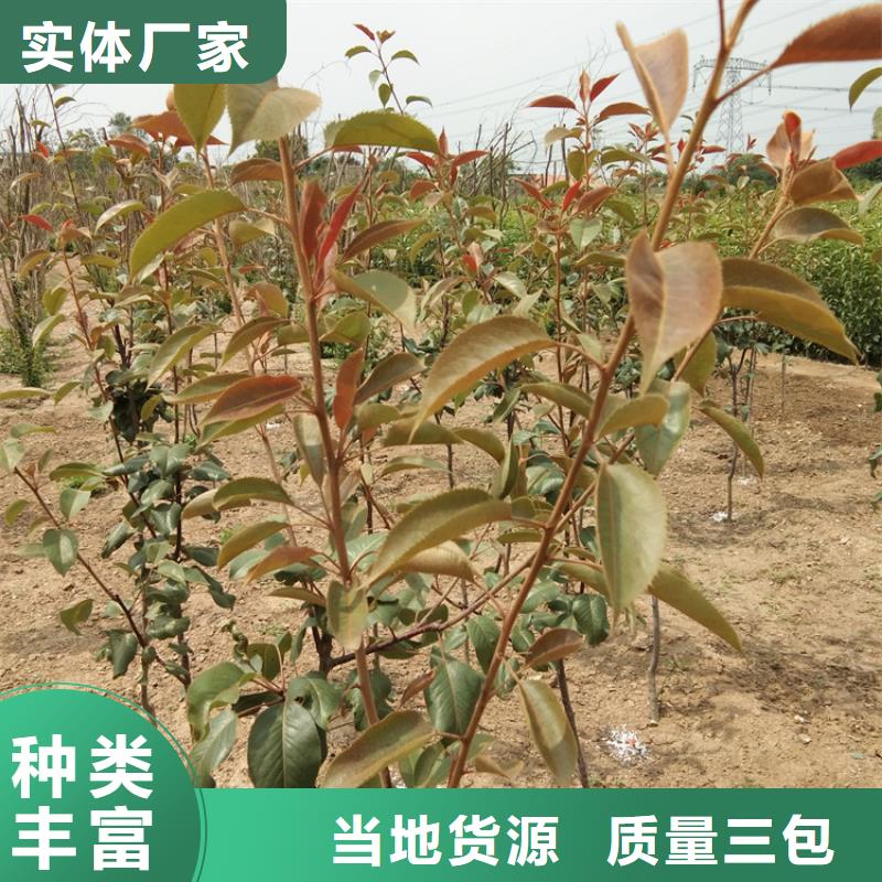 梨树_蓝莓苗出货及时本地服务商