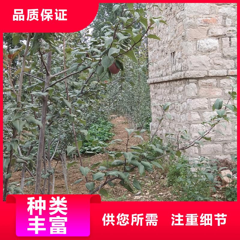 梨树西瓜苗不断创新本地经销商