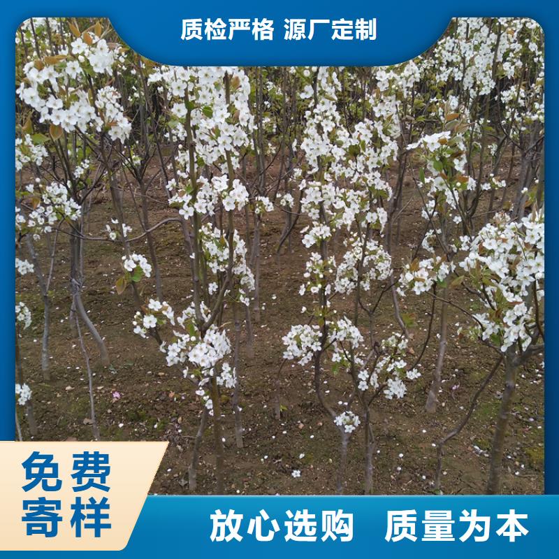 【梨树樱桃苗多家仓库发货】本地货源