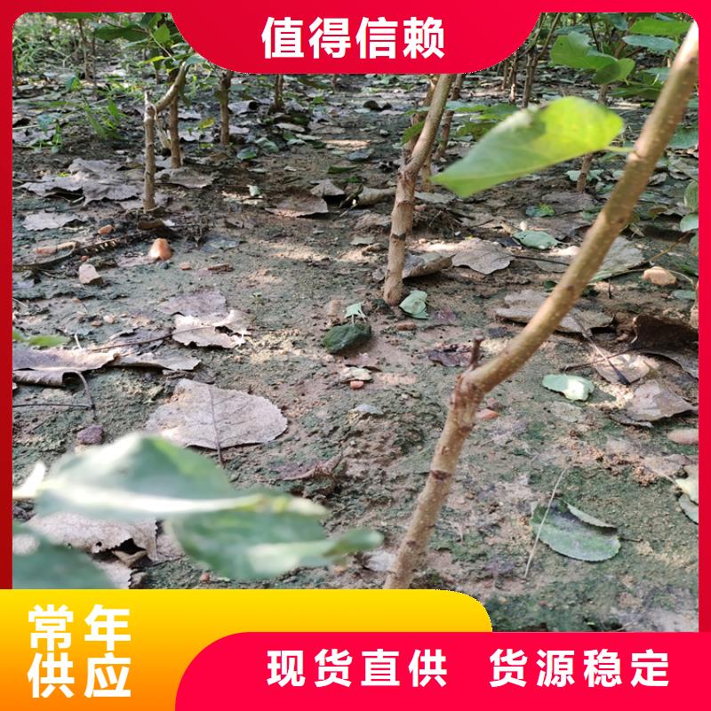 梨树草莓苗助您降低采购成本客户信赖的厂家