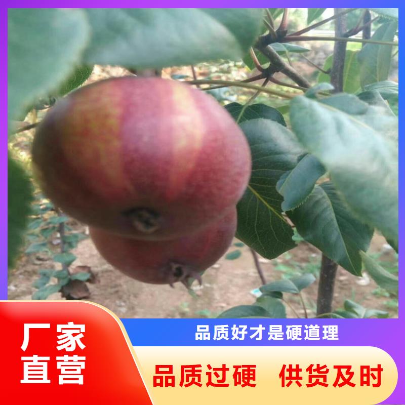 梨树苹果苗畅销当地当地供应商