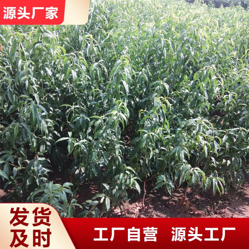 桃【李子苗】品质服务本地公司