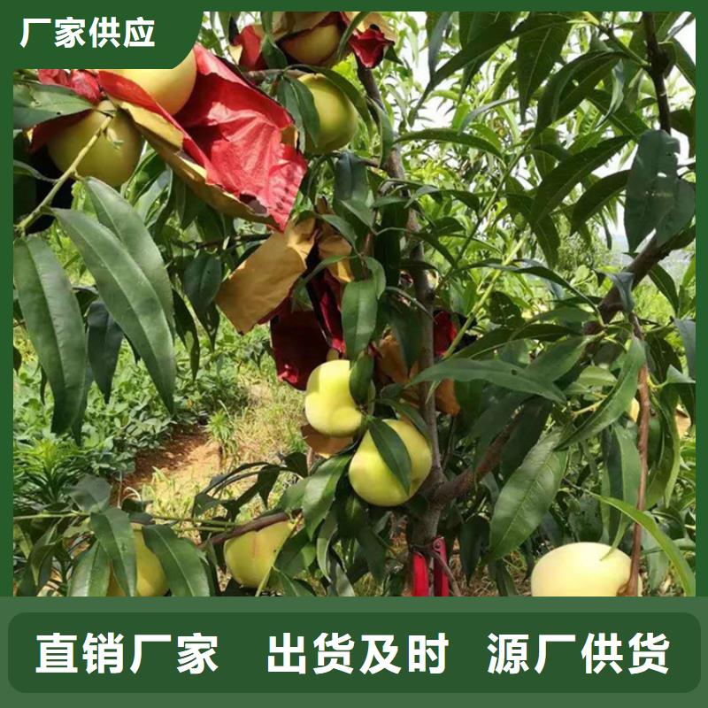【桃樱桃苗颜色尺寸款式定制】一致好评产品