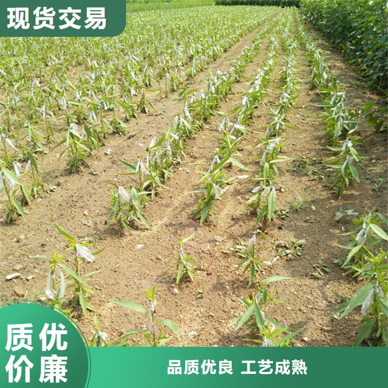 李子-【桃树苗】质量优选无中间商厂家直销
