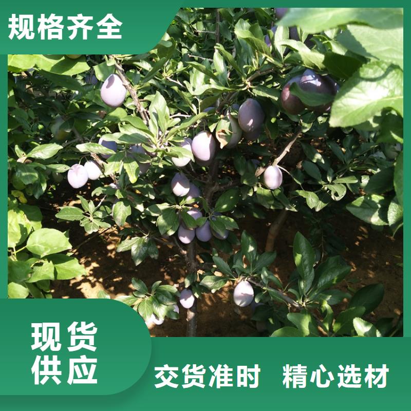 李子苹果苗细节决定成败本地公司
