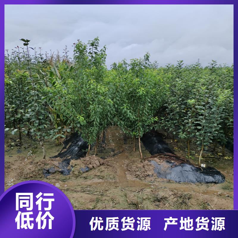 李子苹果苗懂您所需用心做好细节