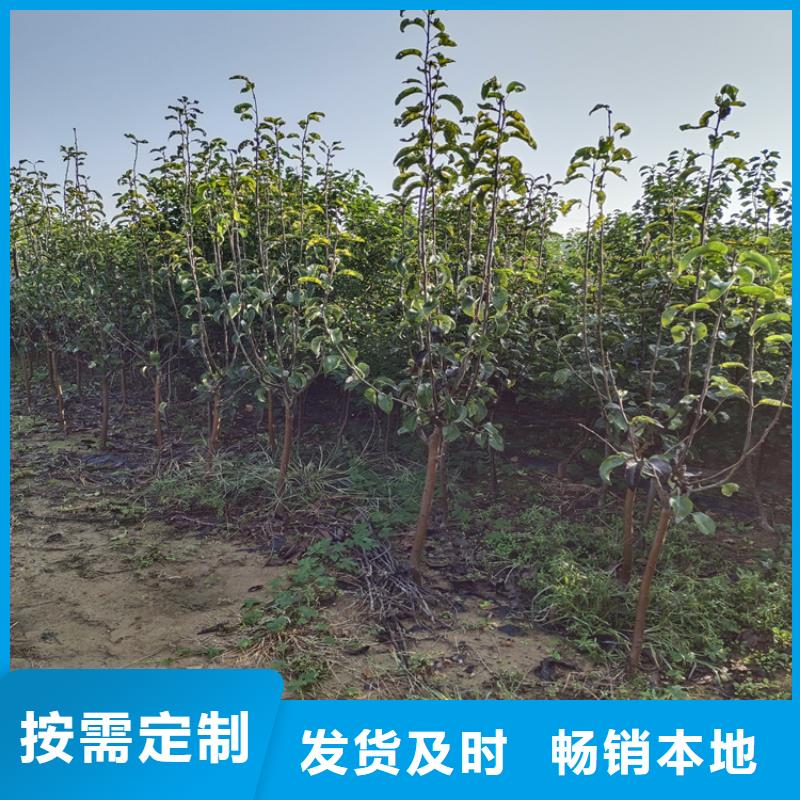 【李子桃树苗货真价实】甄选好物