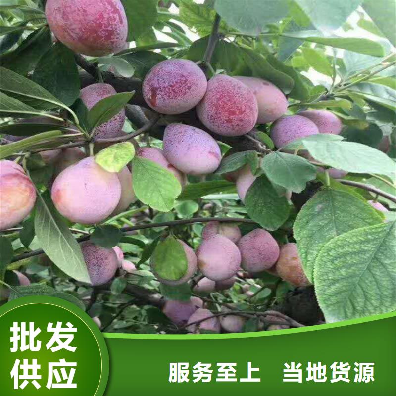李子北美冬青按需设计一致好评产品