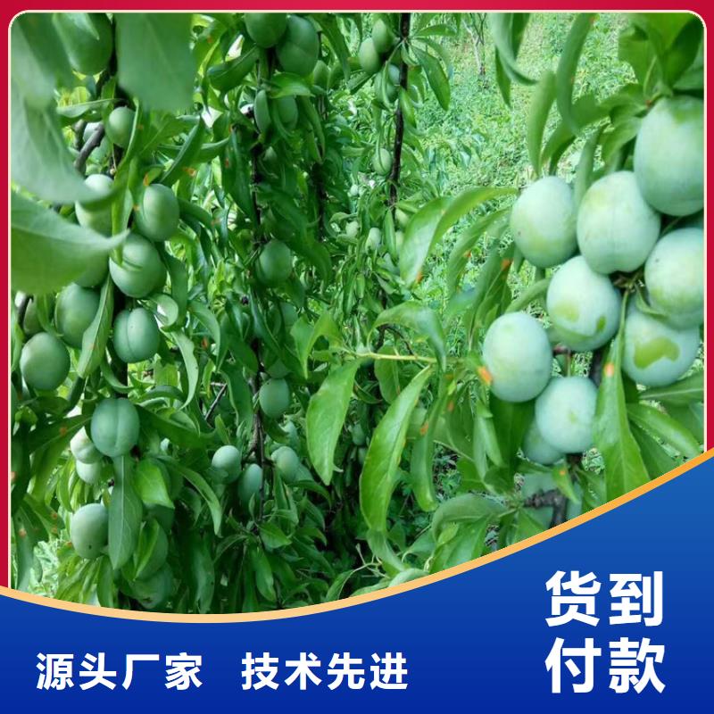 李子【杏树苗】厂家直销货源充足同城生产商