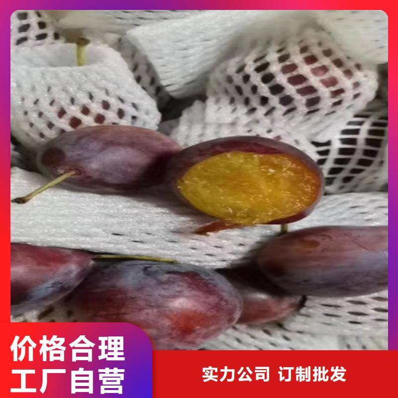 李子_蓝莓苗支持拿样可定制有保障