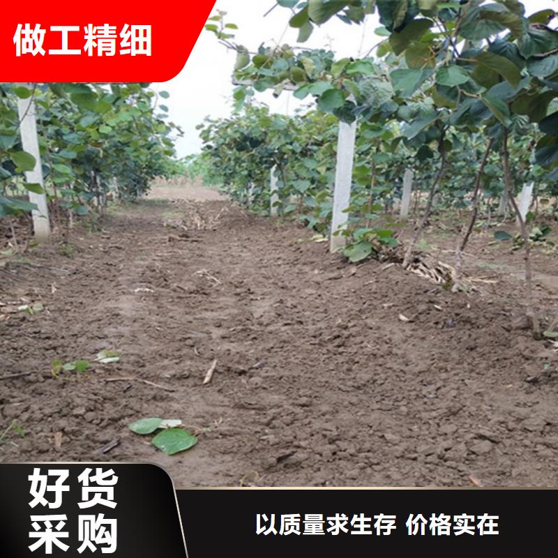 猕猴桃_【桃树苗】精工细致打造精心打造