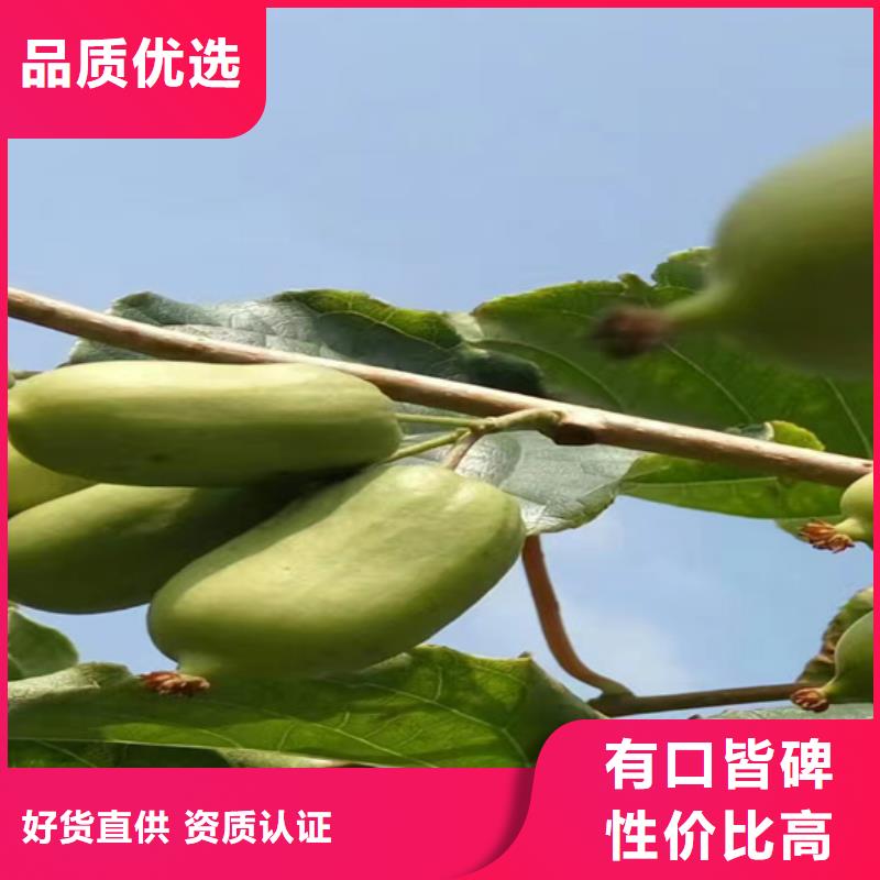猕猴桃,樱桃苗源头采购设计制造销售服务一体