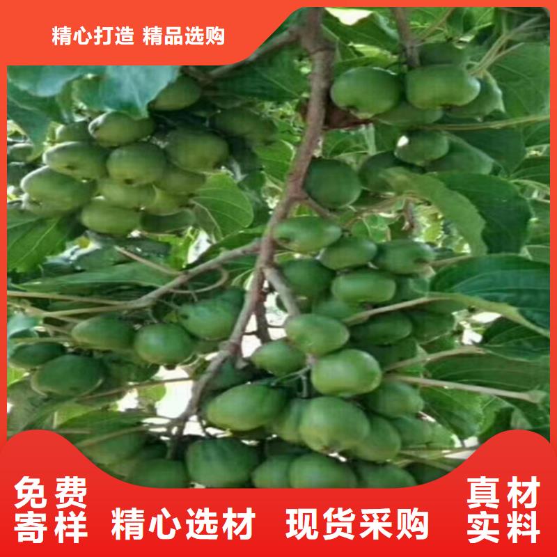 猕猴桃【樱桃苗】诚信经营现货现发长期供应