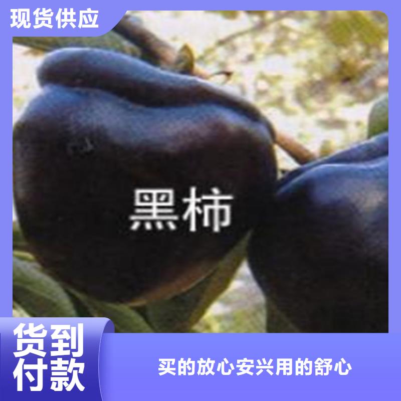 【柿子板栗苗现货充裕】本地厂家