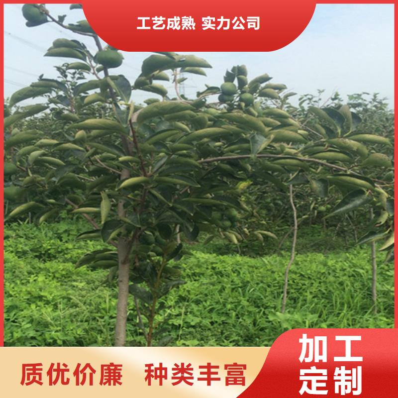 【柿子】无花果苗可放心采购把实惠留给您