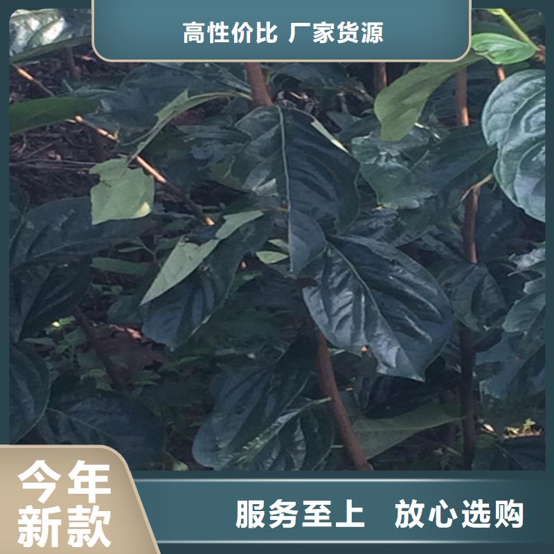 柿子石榴树价格有优势专注质量