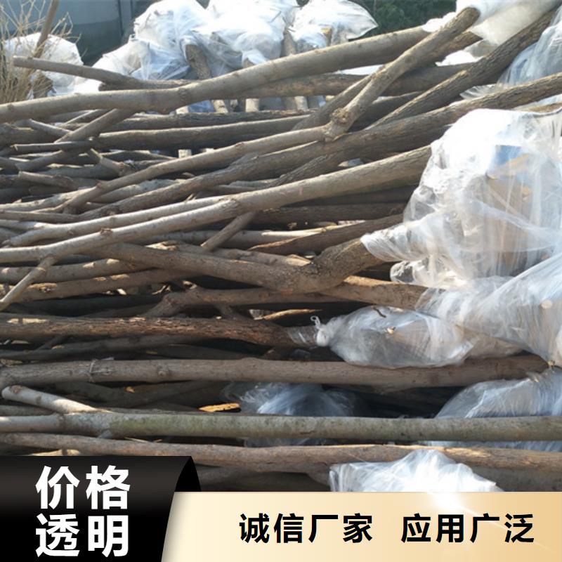 【柿子】石榴树生产型大品牌值得信赖