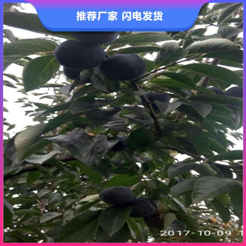 柿子杏树苗工厂直营优选原材
