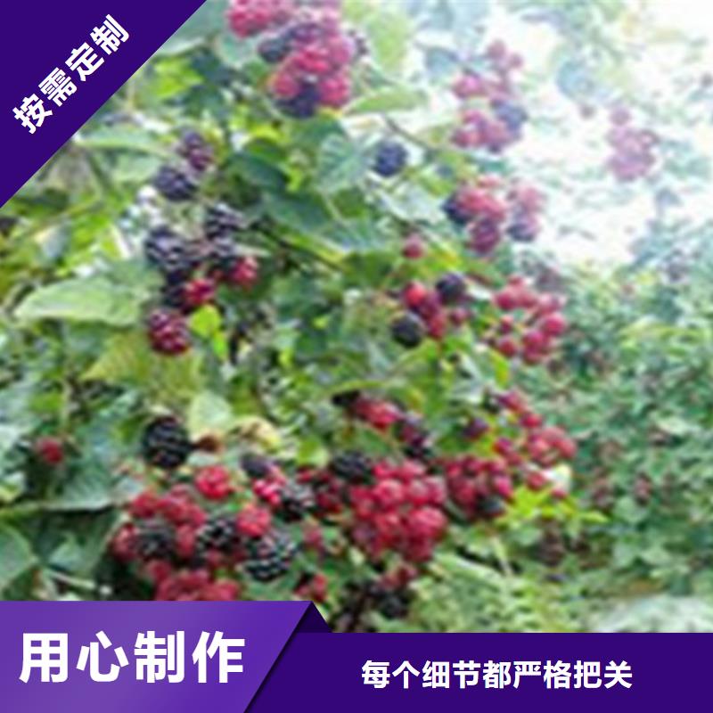 树莓-【樱桃苗】产地工厂专业生产设备