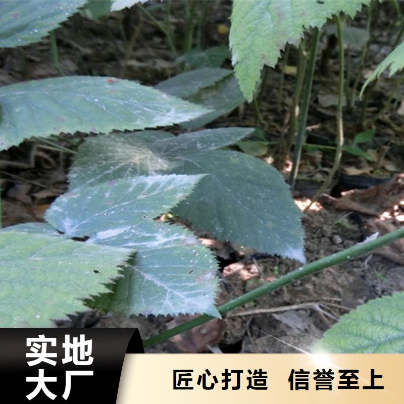 树莓-草莓苗自有厂家同城经销商