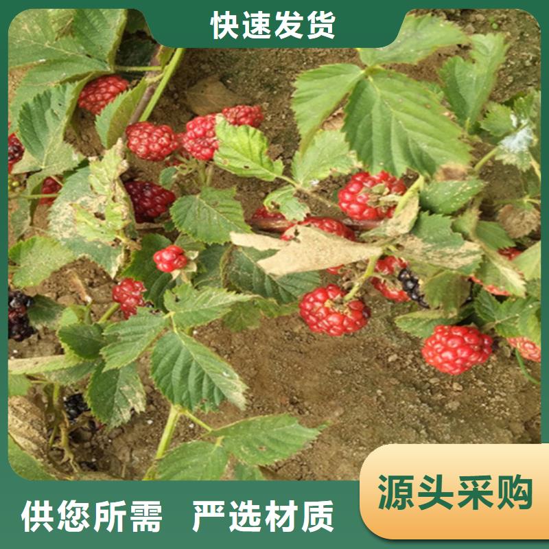 树莓【苹果苗】拥有多家成功案例多种规格库存充足