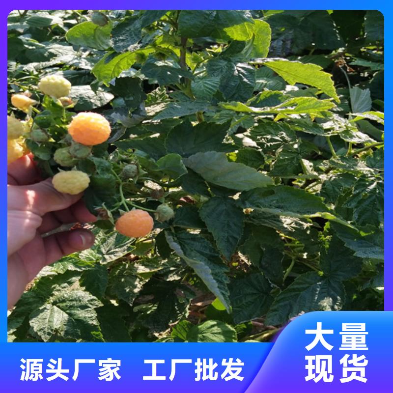 树莓樱桃苗免费获取报价精品优选