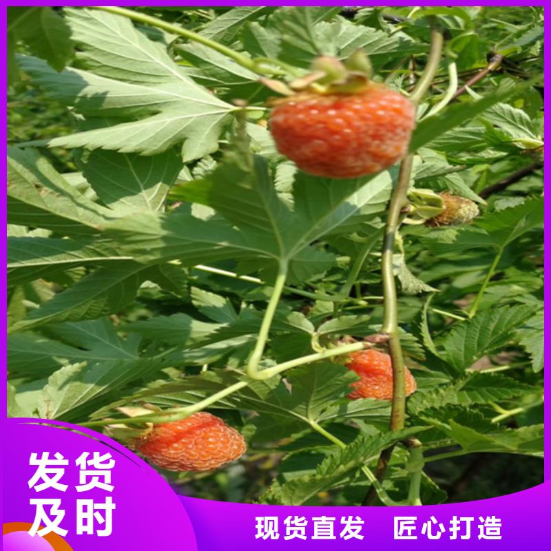 【树莓苹果苗做工精细】重信誉厂家