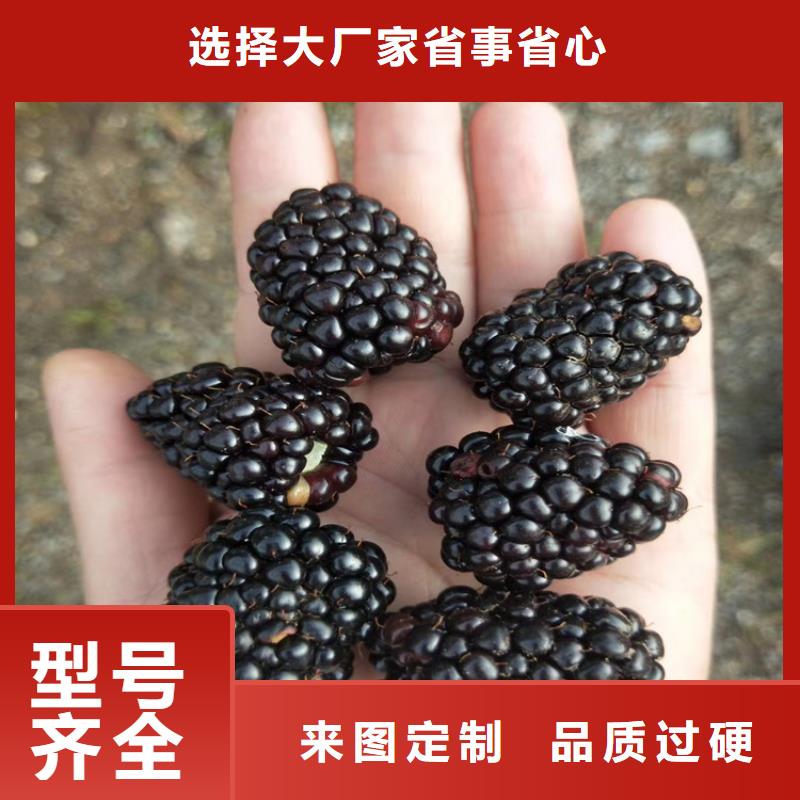 【树莓,蓝莓苗信誉至上】当地货源