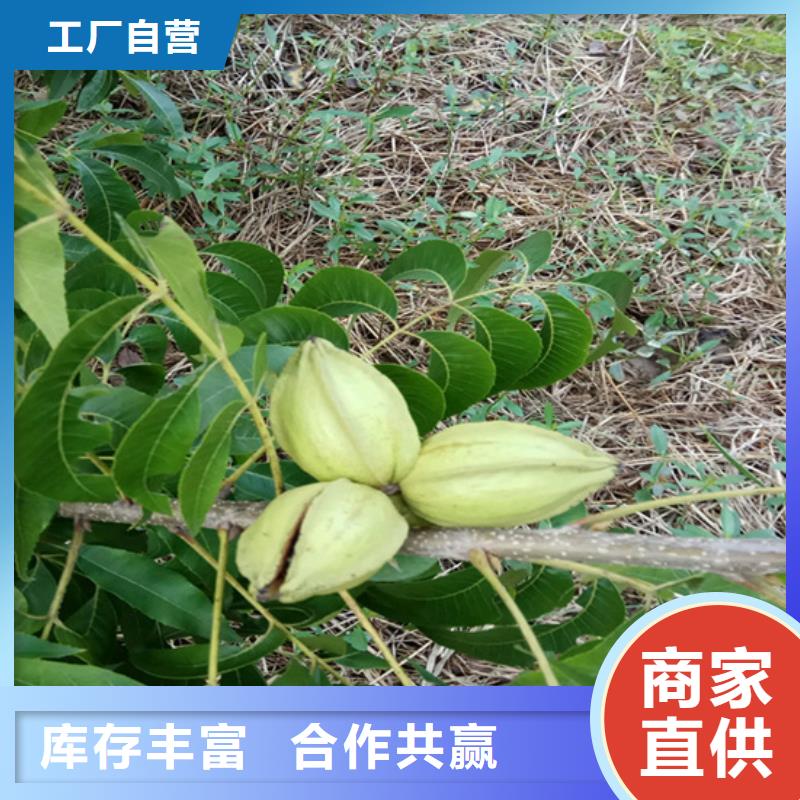 碧根果蓝莓苗我们更专业附近制造商