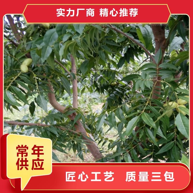 碧根果苹果苗随心所欲定制同城生产厂家