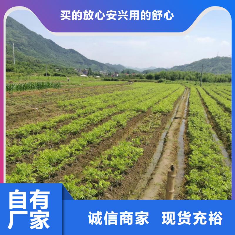 【碧根果杏树苗多年行业积累】多种规格供您选择
