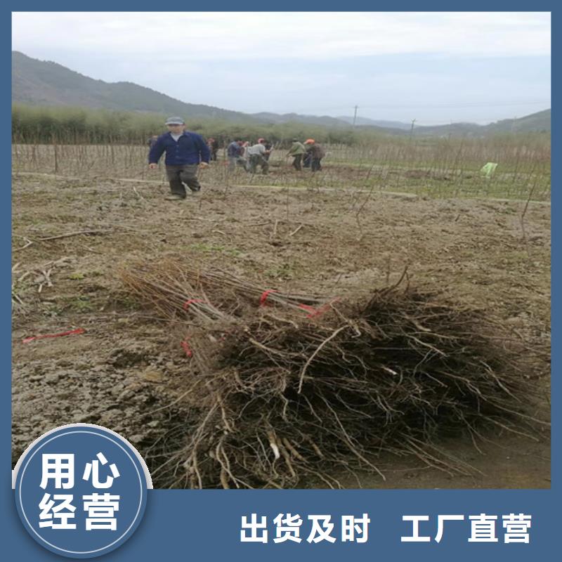 碧根果无花果苗价格实惠工厂直供厂家销售