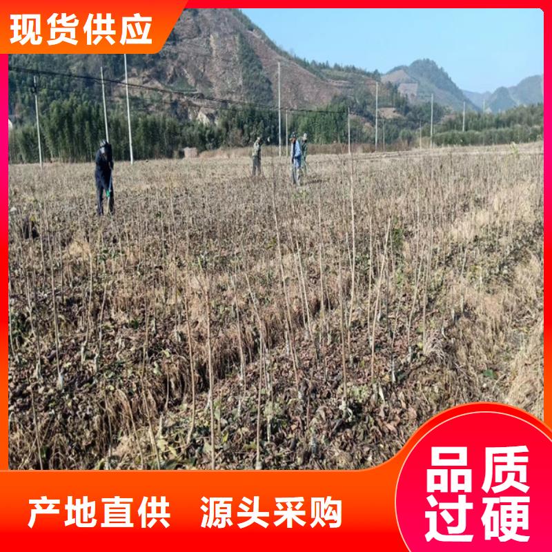 碧根果-石榴苗厂家售后完善品质做服务