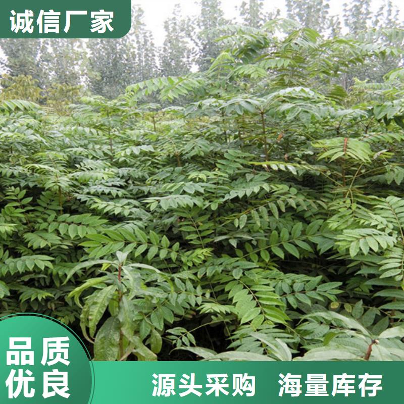 【香椿桃树苗品种全】源厂定制