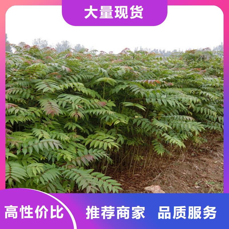 香椿石榴苗海量现货服务至上