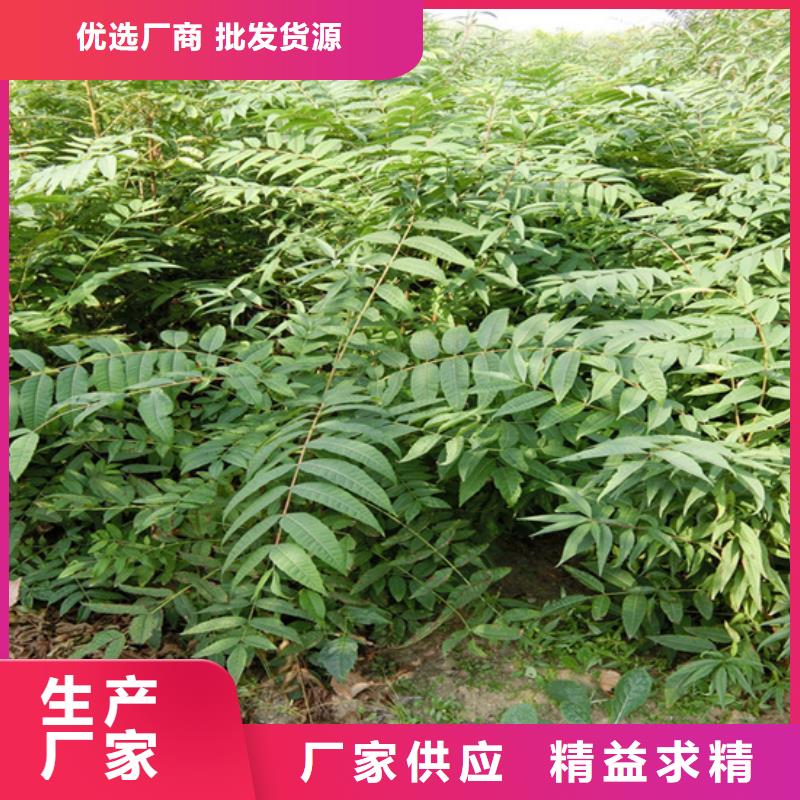 香椿_【樱桃苗】订制批发本地制造商