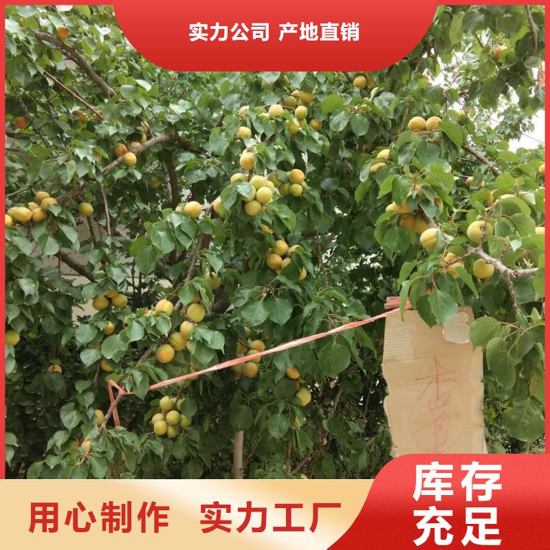 【杏_苹果苗出厂严格质检】当地经销商