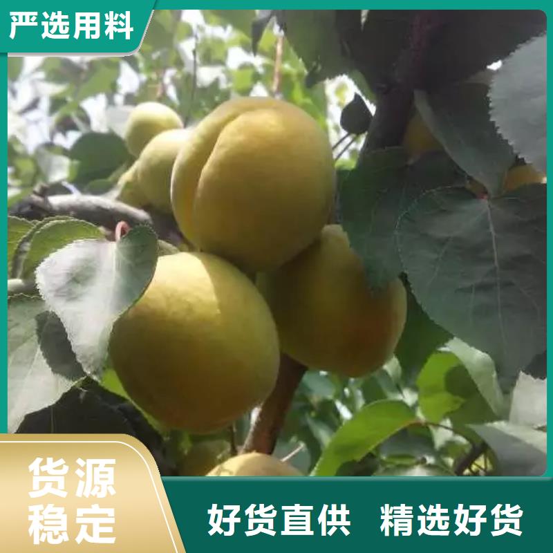 杏苹果苗拒绝中间商批发价格