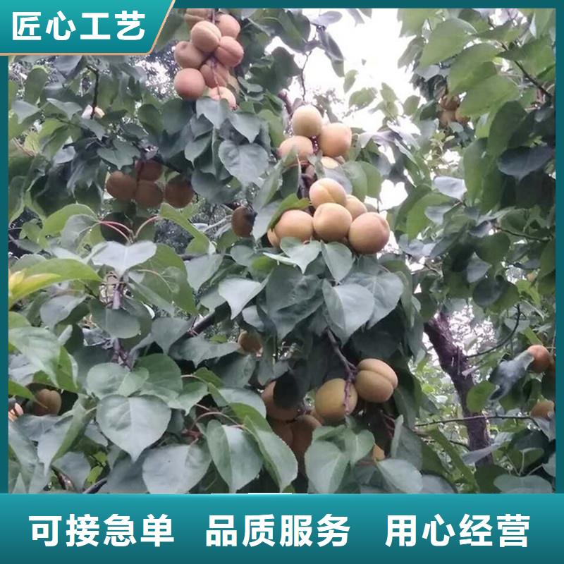 杏桃树苗工厂直销当地品牌