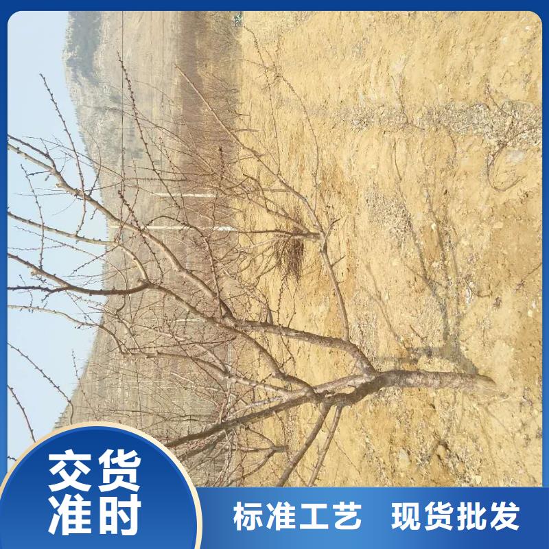 杏樱桃苗无中间商厂家直销品质卓越