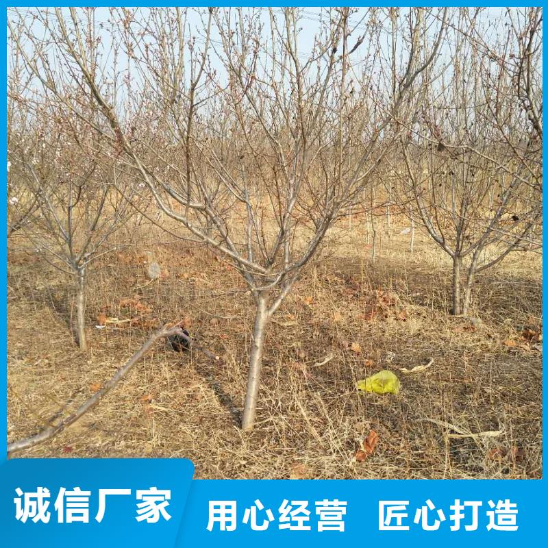 杏苹果苗多年行业经验匠心打造