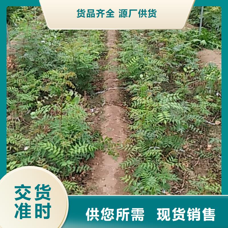 【开心果樱桃苗质量好】细节决定成败