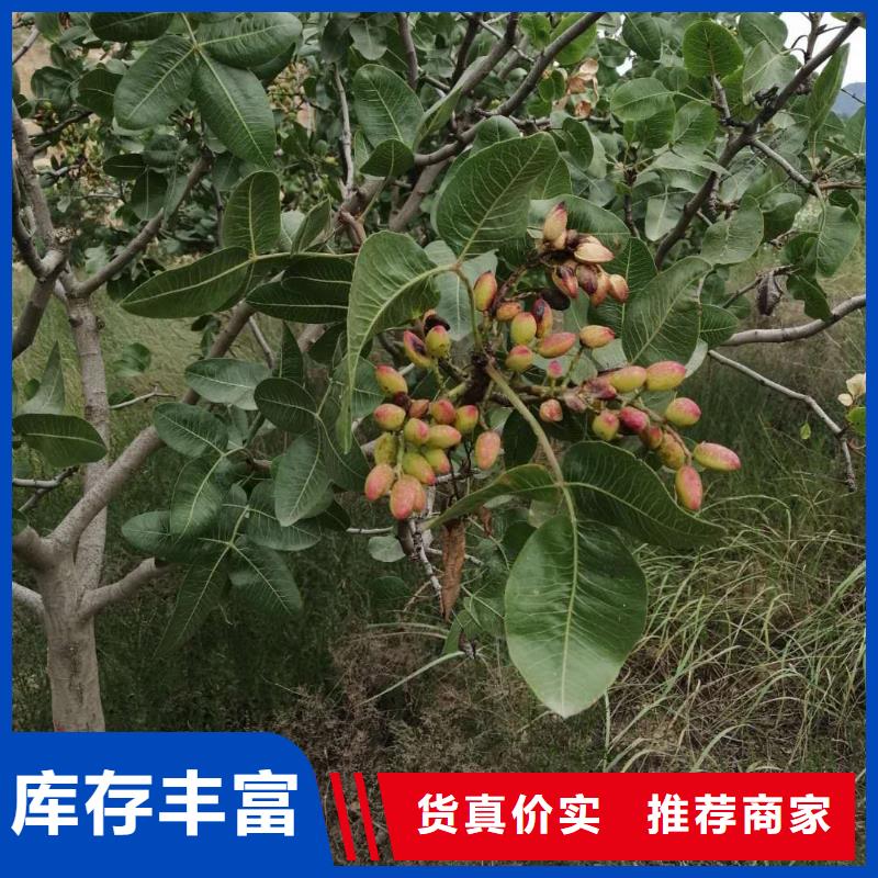 开心果黄瓜苗常年出售物流配送