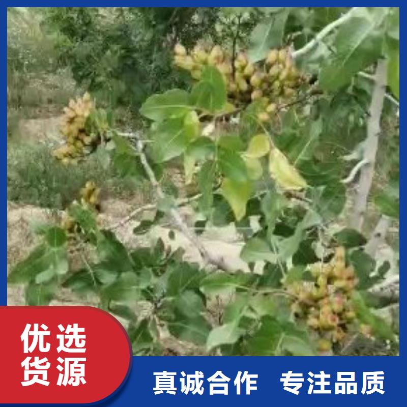 开心果桃树苗把实惠留给您当地生产商