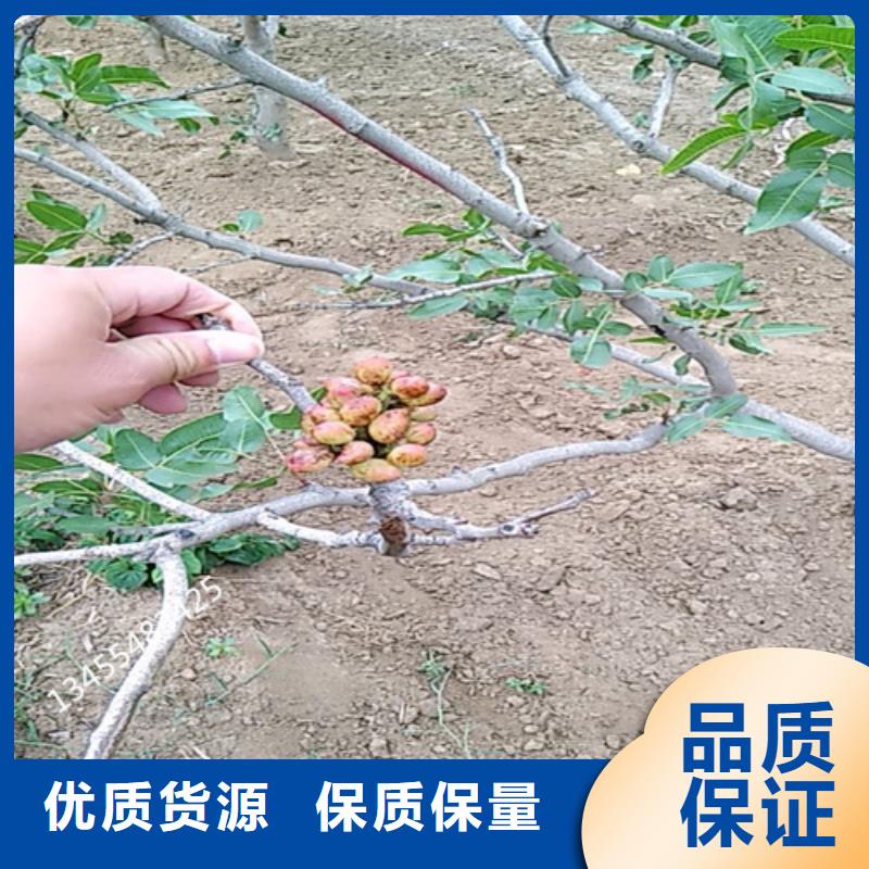 开心果-西瓜苗款式多样可接急单