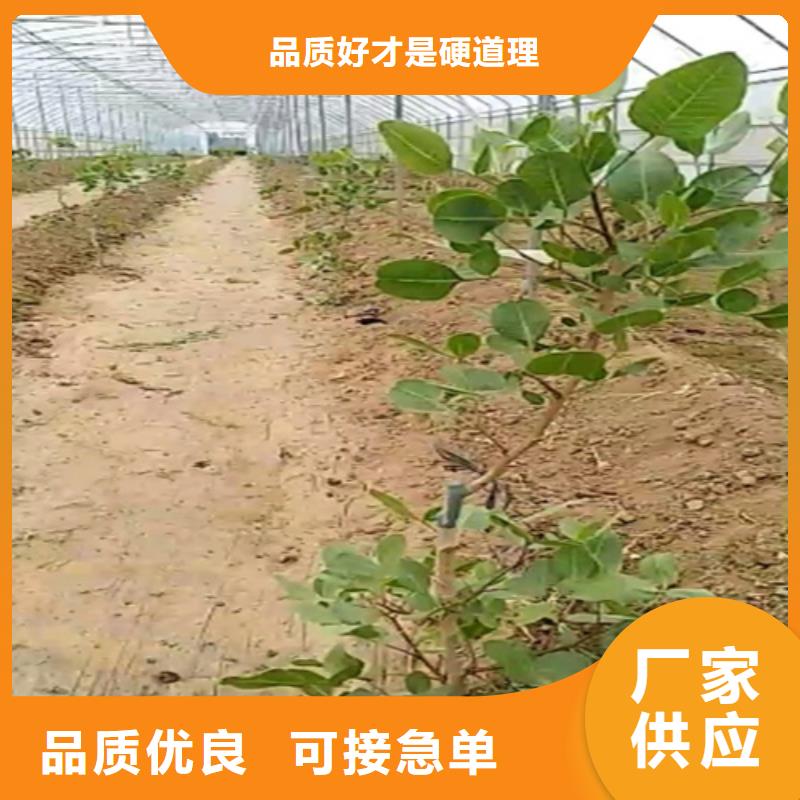 开心果-葡萄苗有口皆碑工艺成熟