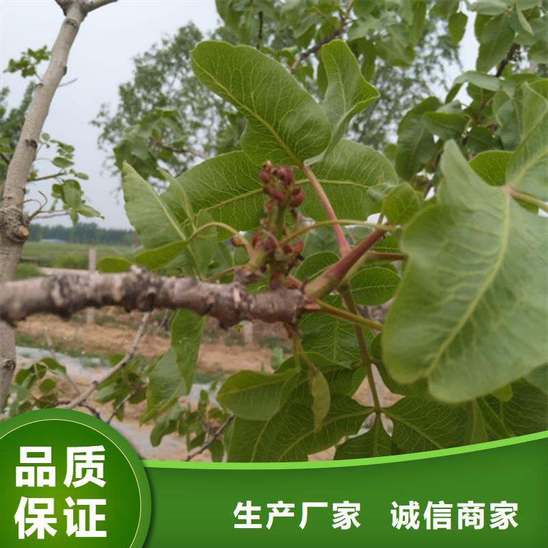 开心果樱桃苗品牌企业本地品牌