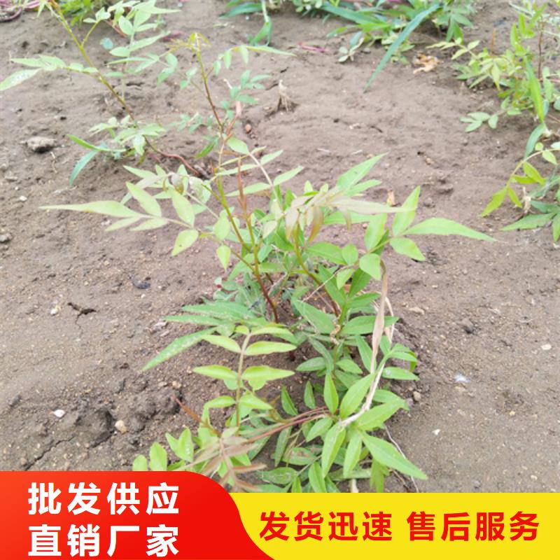 开心果蓝莓苗敢与同行比服务价格透明