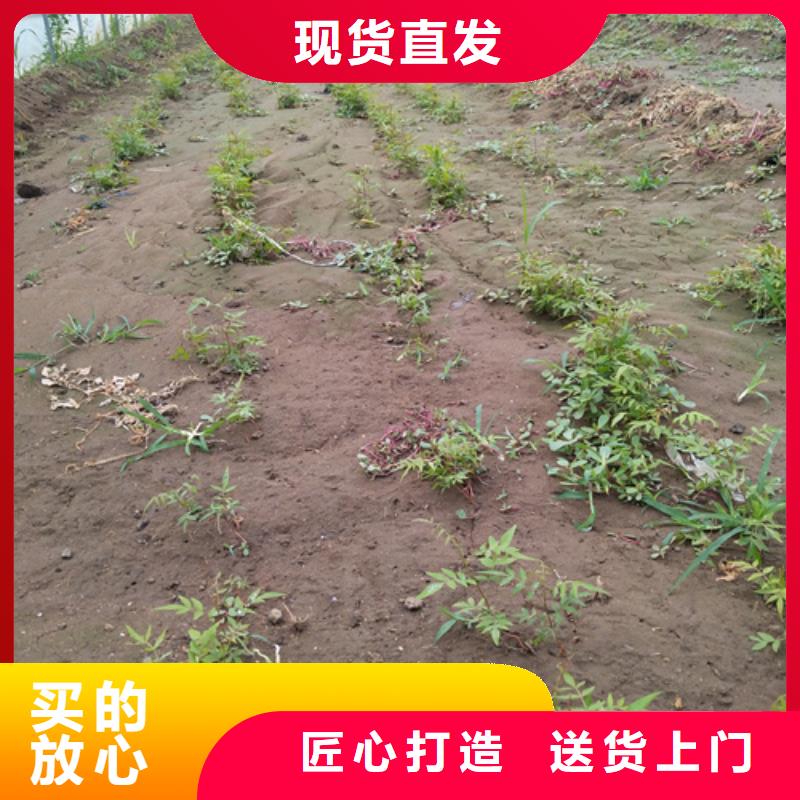 【开心果】-苹果苗货源报价批发商