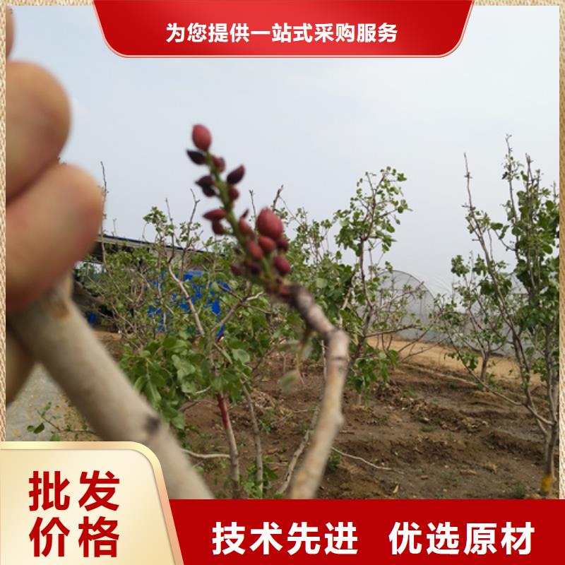 【开心果石榴树超产品在细节】多年行业经验